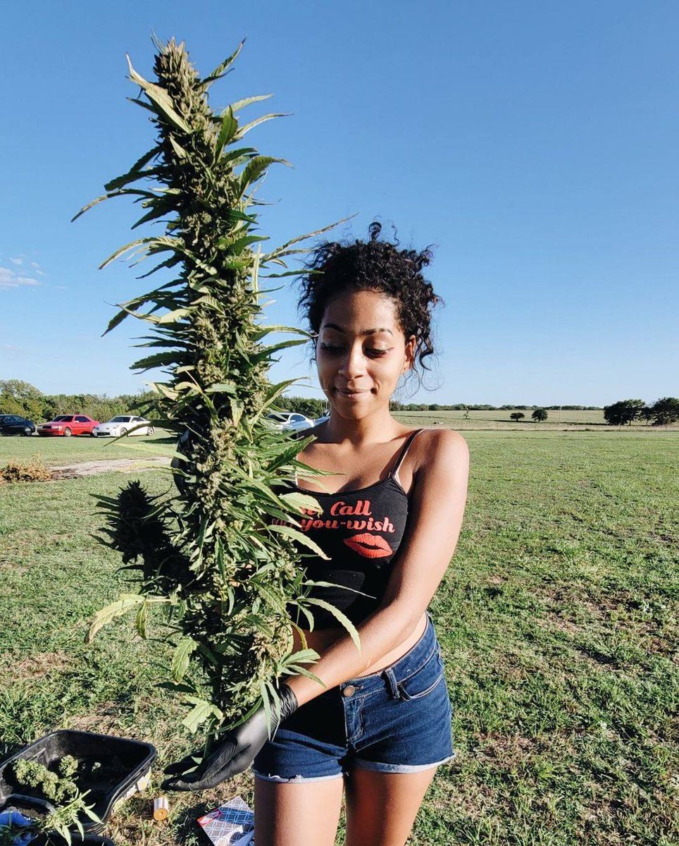 Beauties 🌿👩🏽‍🌾 

#cannabiscommunity #cannabisculture #cannabisindustry