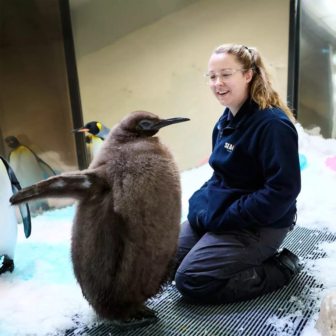 nexta_tv's tweet image. A penguin chick from Australia has become the top heavyweight

A king penguin named Pesto, who for 9 months of life already weighs 22 kilograms, become popular in social networks. In a week he eats 24 kg of fish. Vet doctors have not found any pathologies - he just likes to eat.