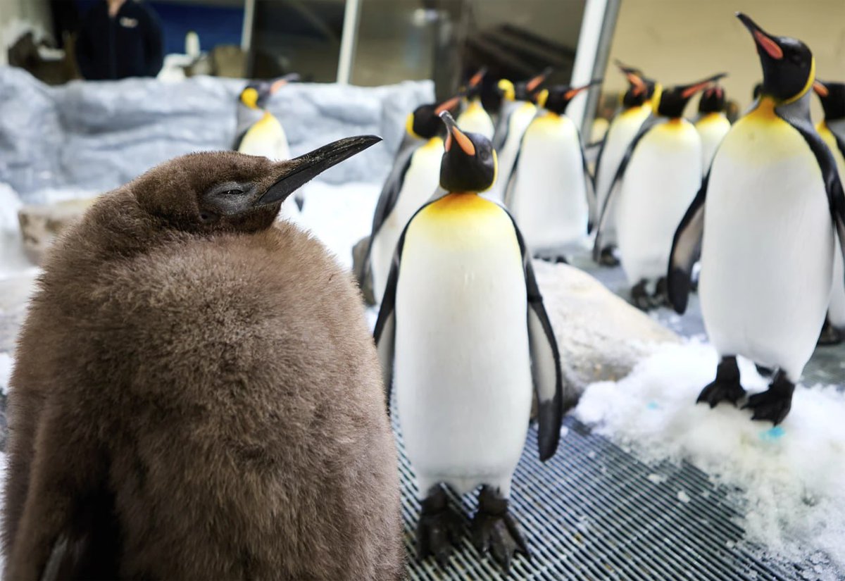 nexta_tv's tweet image. A penguin chick from Australia has become the top heavyweight

A king penguin named Pesto, who for 9 months of life already weighs 22 kilograms, become popular in social networks. In a week he eats 24 kg of fish. Vet doctors have not found any pathologies - he just likes to eat.