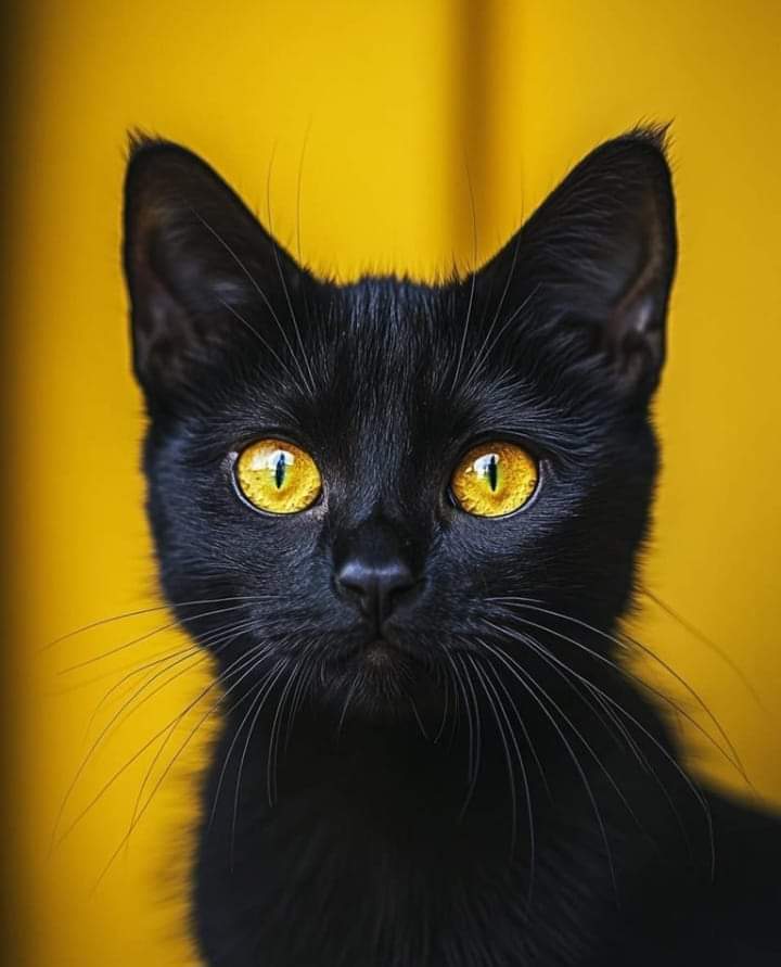 animaux_planete's tweet photo. Personne n'a aimé ma photo parce que je suis un chat noir 😔😔 https://t.co/DUfcaSzhuL