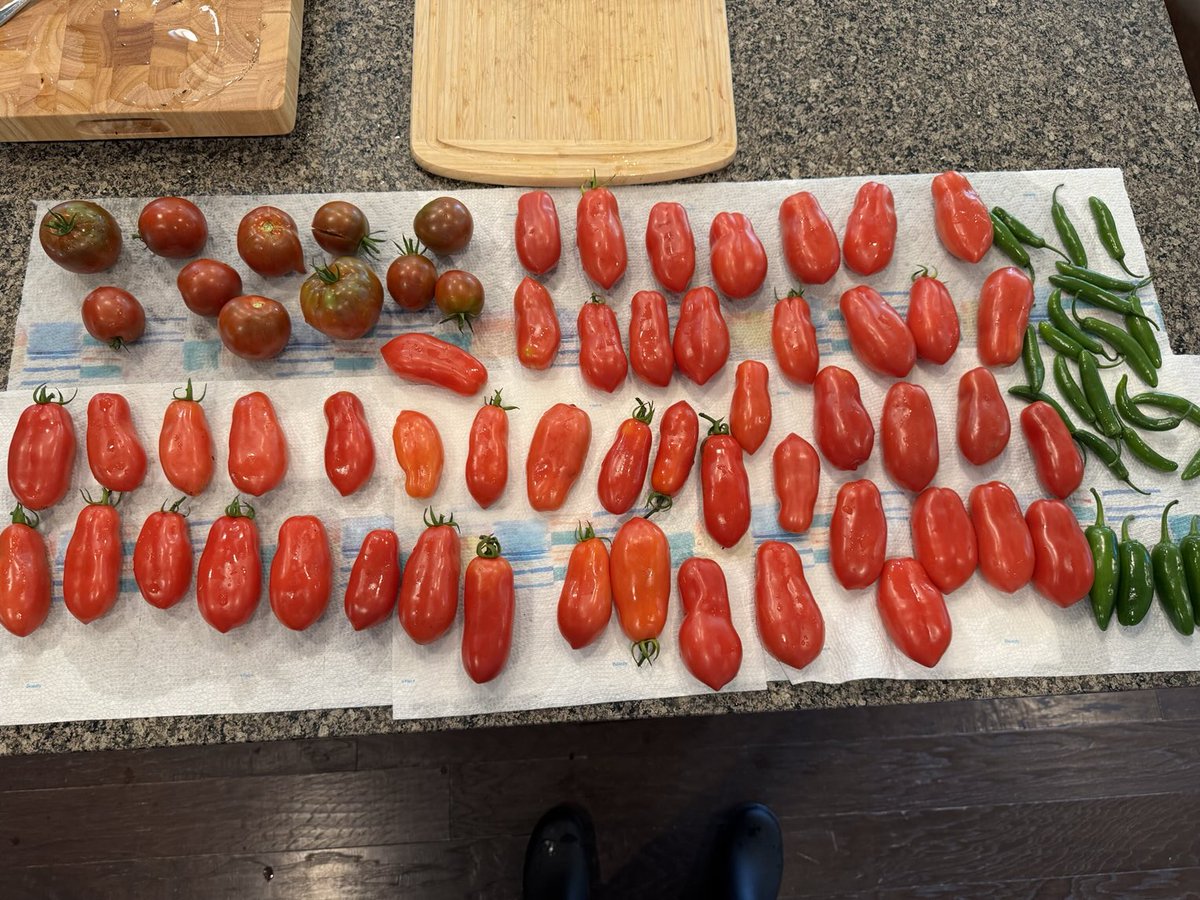 Harvest finally starting at #LeonattiFarms2.0 should be a great couple of weeks!