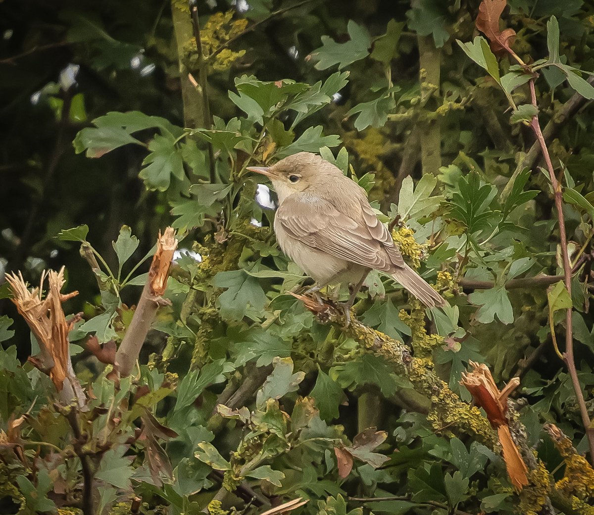 Pleased to get the first mega of the autumn with this nice lifer in the form of this cracking Eastern olivaceous warbler <a href="/FlamboroughBird/">Flamborough Bird Observatory</a> <a href="/RSPBbirders/">RSPB Birders</a> <a href="/RareBirdAlertUK/">RareBirdAlertUK</a> <a href="/BirdGuides/">BirdGuides</a>