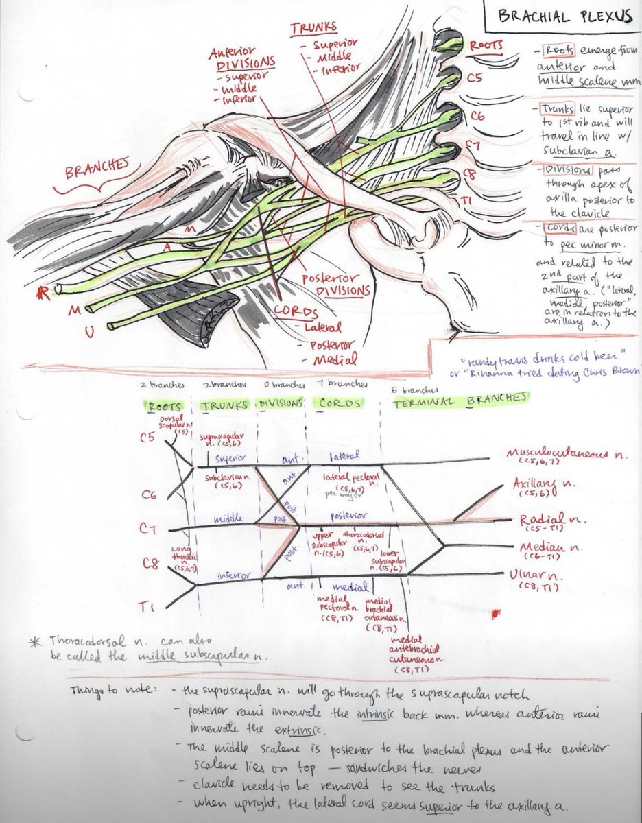 OGdukeneurosurg's tweet photo. Brachial plexus https://t.co/Ft6l2EISIR