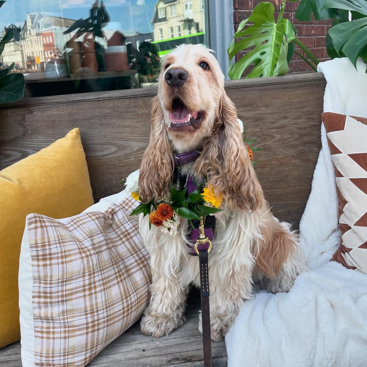 jessinrivendell's tweet image. Look at my pup and her flowers! 💐 #rubyroo #dogmom