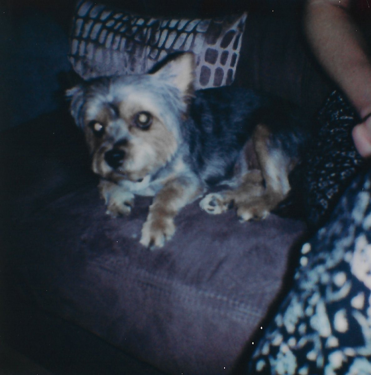 krempelkiste's tweet photo. Foto mit meiner Polaroid Go.

#mypolaroidperspective #filmisnotdead #shootmorefilm #stayanalogue #Photography #AnalogeFotografie #AnaloguePhotography #Fotografie #Polaroid #Instant #Sofortbilder #Hunde #Dogs #Haustiere #Pets #Tiere #Animals #flanders #Polaroid #Beliveinfilm #Go https://t.co/E7KVFvXZeL