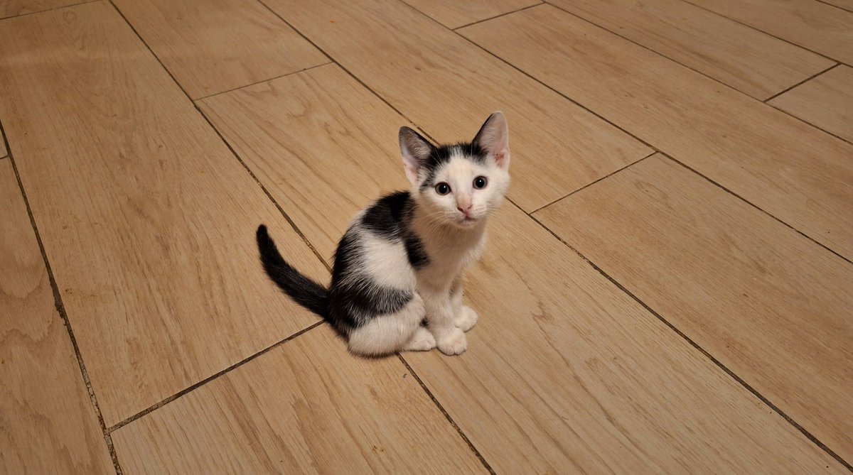 Il y a une boule de poils qui s'est invitée à la maison.