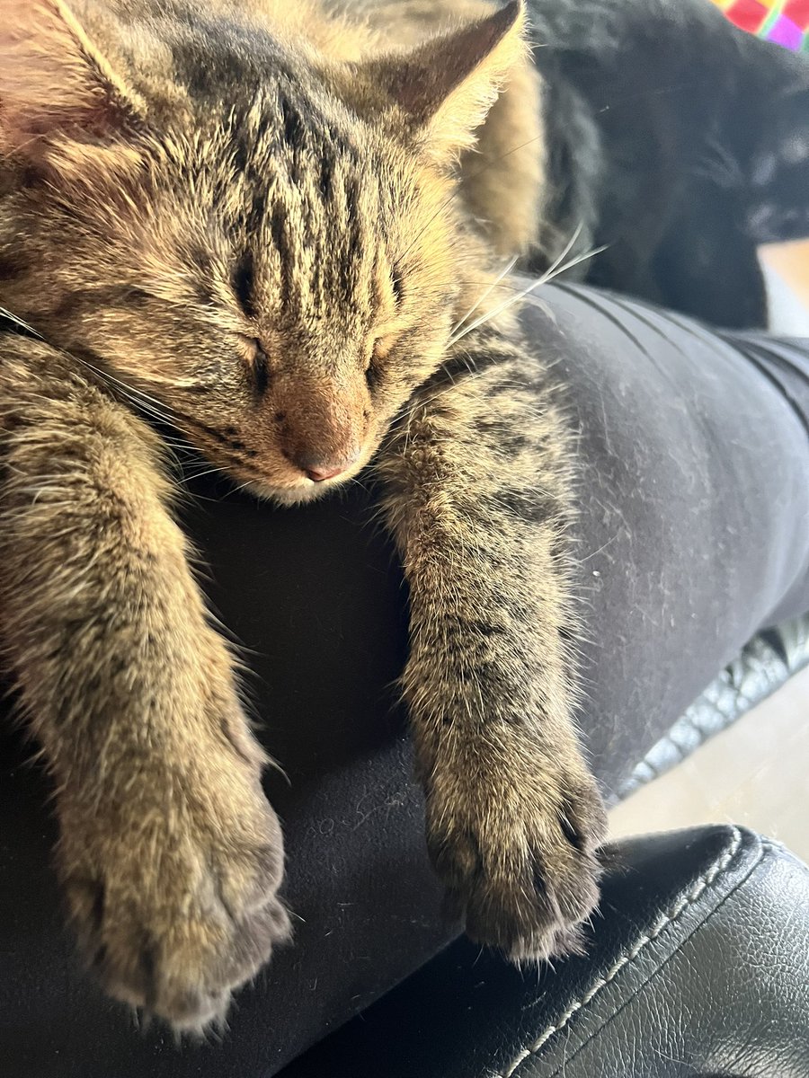 ericajay9's tweet photo. Have you ever seen a cat so unbothered before? ๐คฃ
#KobeBean https://t.co/VscTnQfI04