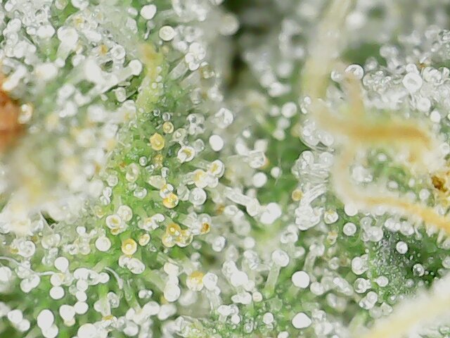 Grow.Guide420 tweet media