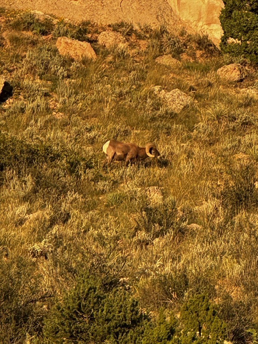 Got in an early morning run through Garden of the Gods this week!
#GoMountainLions