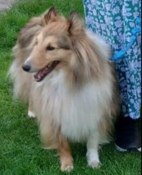 millypod1's tweet photo. 🆘19 SEPT 2024 #Lost KENNI #ScanMe 
Shaded Sable Shetland Sheepdog Male
Canal path near #Falstone #Woking #GU21
Spotted Cheapside Woods see Doglost Surrey FB group
https://t.co/btgyBuVfiV https://t.co/F1fRnJr9qW