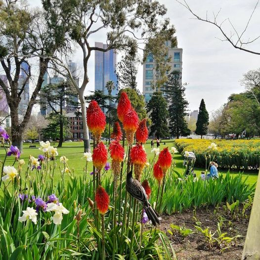 LidZen5's tweet photo. Good Morning from #Melbourne #Victoria #Australia #Spring. Be kind to yourself, others, critters and this planet. #LifeBeInIt #Dance #MentalHealthMatters. Have an awesome day! Lid https://t.co/w5ORzI7JS4