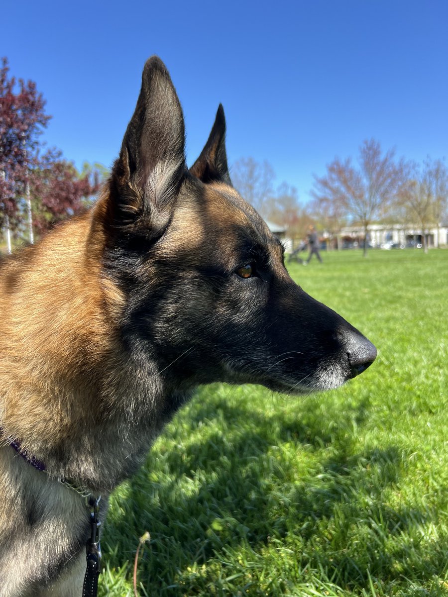 Stan is a 5 year old big, confident Mal/GSD boy with a lot of love to give - he's affectionate, obedient and a total sweetheart. Looking for an awesome companion?
wagtopia.com/search/pet?id=…)
#AdoptDontShop #GSD #RescueDogs