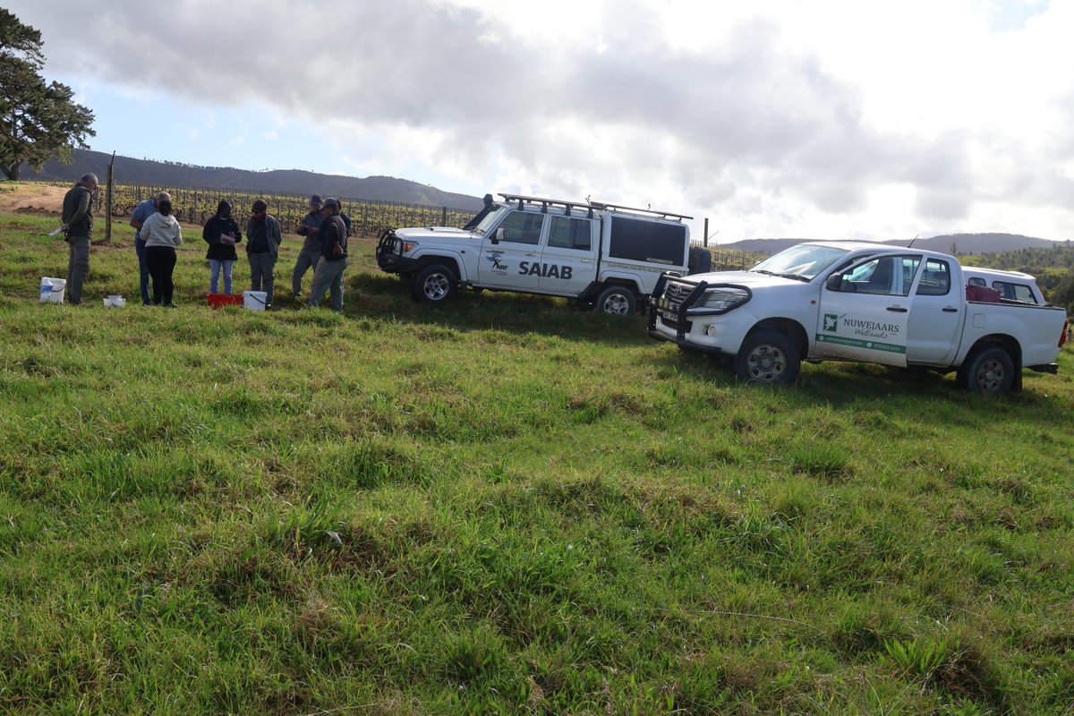 NRF_SAIAB's tweet photo. The @NRF_SAIAB team joined forces with @GouritzCBR, @Nuwejaars Wetlands SMA, &amp; @SANBI_ZA for the @GSBioblitz!🐟 Using fyke &amp; seine nets, they explored the Nuwejaars Wetlands and discovered unique freshwater fish like the Galaxias 'Nebula', Heuningnes Galaxias, and Cape kurper.🌍 https://t.co/A052xJVQxq