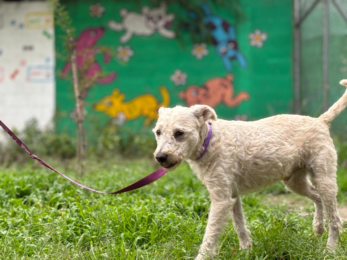 El_Universal_Mx's tweet photo. 🐶 ¡No compres, mejor adopta! 🐶

🐾 En el Centro de Transferencia Canina del Metro de la Ciudad de México, hay actualmente 45 perritos, esperando una familia, todos con buena salud y esterilizados. 

🦴 Los "lomitos" esperan con ilusión canina una nueva oportunidad para ser parte de una familia, mediante su adopción.

🦮 Se trata de Chabito y Nezito, los más pequeños, rescatados de las estaciones Chabacano y Nezahualcóyotl; así como de Uami,  Caty, Poli y Remi provenientes de UAM-I, Acatitla,  Politécnico y Río de los Remedios, respectivamente.

📸 #FOTOS Especiales