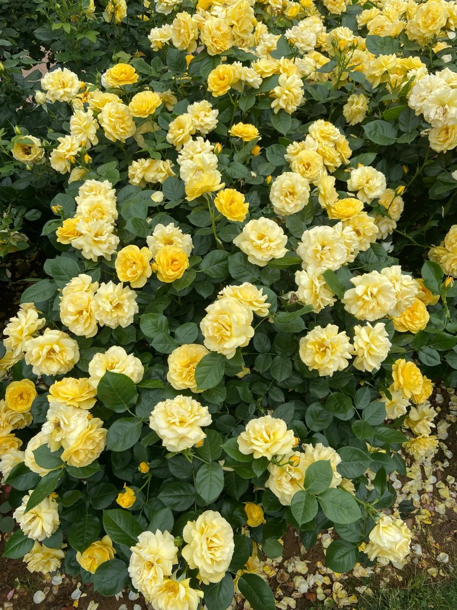 wijaiditsee's tweet photo. Flowers in our lives bring happiness and we must plant flowers in our homes and surroundings to bring happiness and joy to everyone who passes by.🥰🥰🥰 https://t.co/VAta1jnmwp