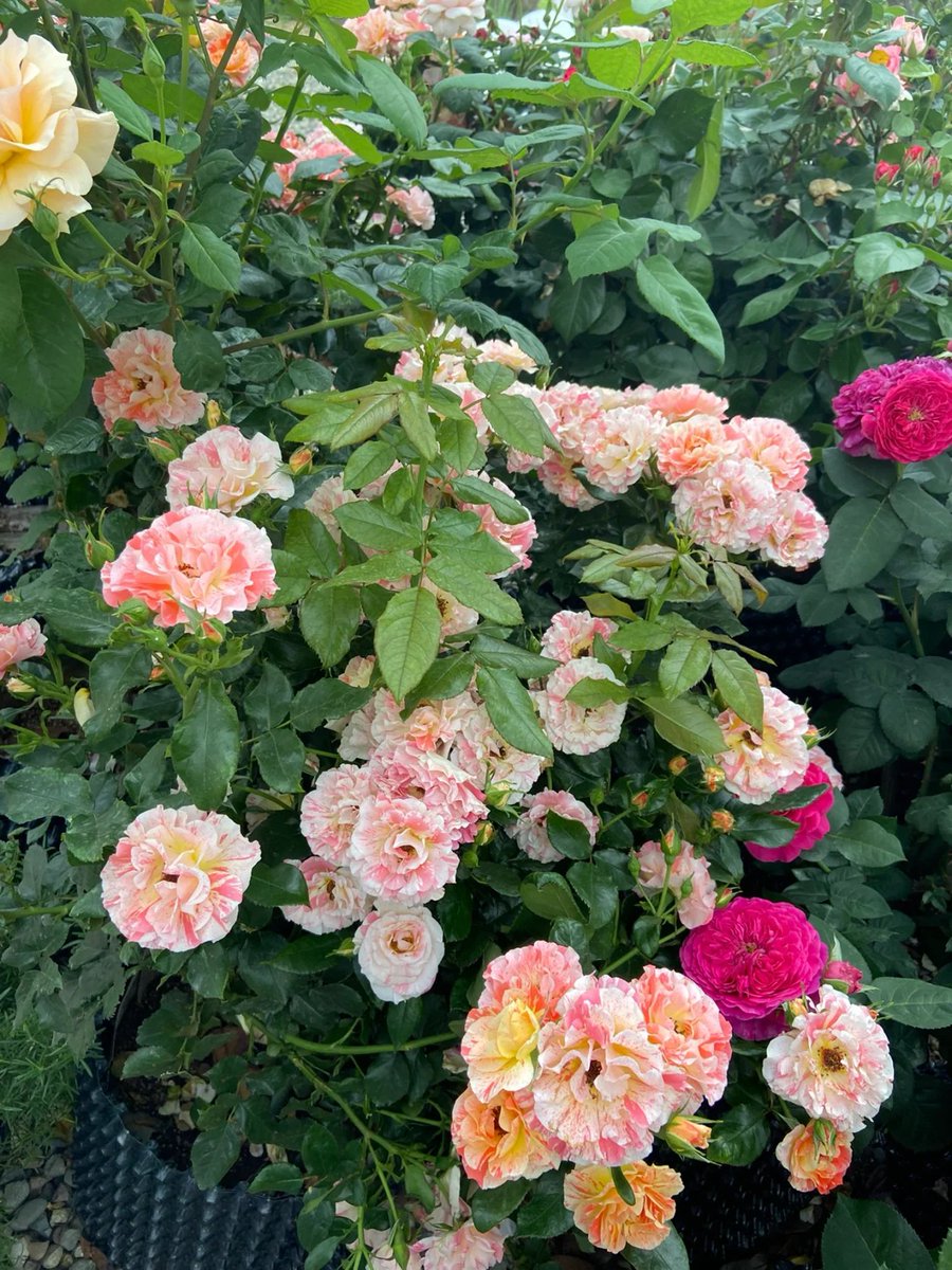 wijaiditsee's tweet photo. Flowers in our lives bring happiness and we must plant flowers in our homes and surroundings to bring happiness and joy to everyone who passes by.🥰🥰🥰 https://t.co/VAta1jnmwp