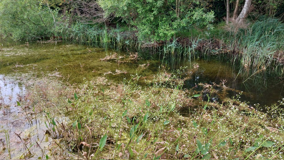 carlsayerUCL's tweet image. **No need to seed**. In all of these photos, degraded, formerly farmed ground, recovered itself, quickly, with a species-rich flora with no seeding. Nature did it. Local genetics. Local specialities &amp;amp; rarities. No cost. Something to think on...