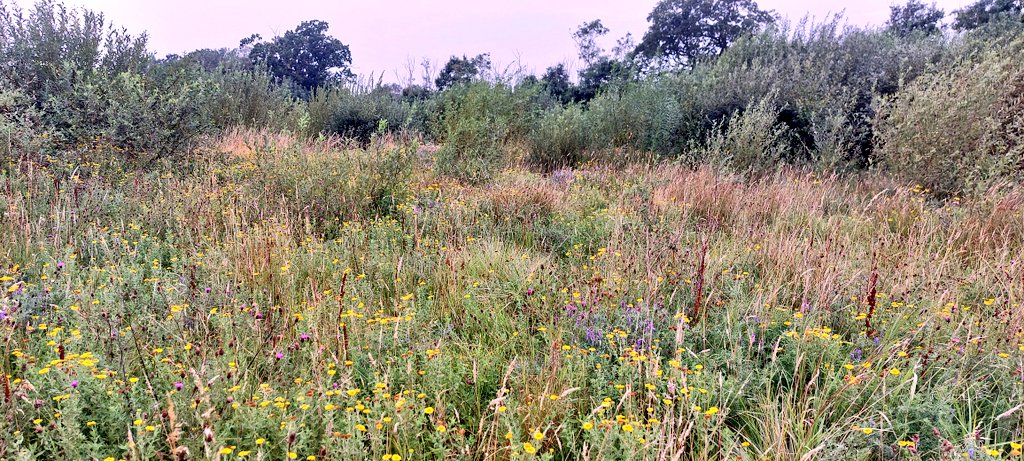 carlsayerUCL's tweet image. **No need to seed**. In all of these photos, degraded, formerly farmed ground, recovered itself, quickly, with a species-rich flora with no seeding. Nature did it. Local genetics. Local specialities &amp;amp; rarities. No cost. Something to think on...