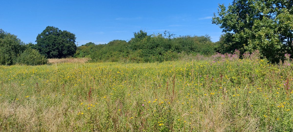 carlsayerUCL's tweet image. **No need to seed**. In all of these photos, degraded, formerly farmed ground, recovered itself, quickly, with a species-rich flora with no seeding. Nature did it. Local genetics. Local specialities &amp;amp; rarities. No cost. Something to think on...