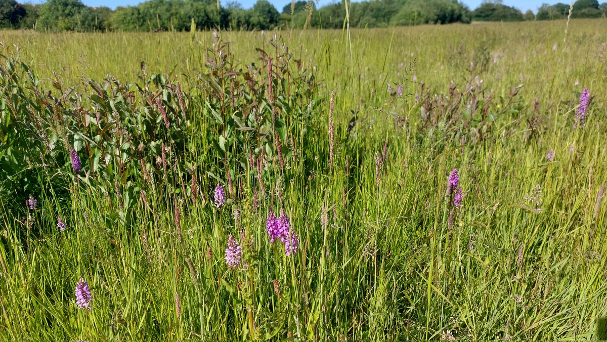 **No need to seed**. In all of these photos, degraded, formerly farmed ground, recovered itself, quickly, with a species-rich flora with no seeding. Nature did it. Local genetics. Local specialities &amp; rarities. No cost. Something to think on...