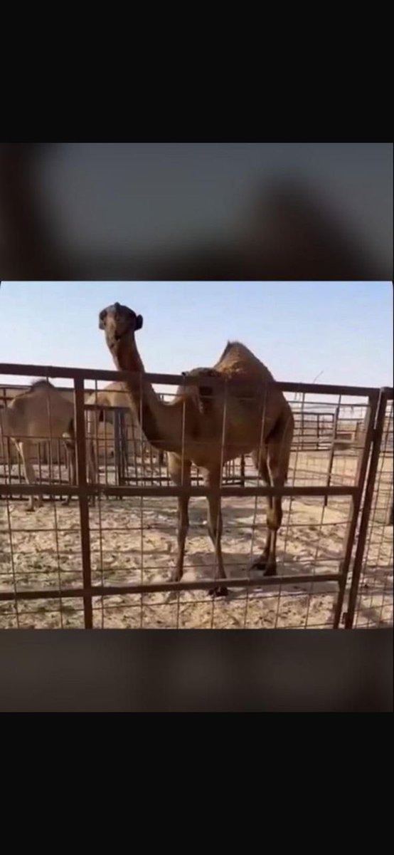 مشترئ مناحي السبيعي بكره من ابل خشمان بن مسلط بن مصوي علئ غرنوق بعير مشعل بن فرج بن طوقه الذيابي