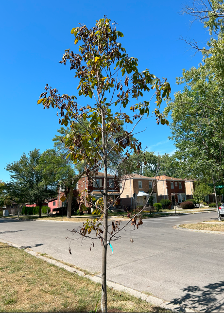 ReplaceOurTrees's tweet photo. More dead trees in the @50thWardChicago @StreetsandSan @ChicagoOIG 

Who profits from planting fragile saplings in mid-August and letting them wither? https://t.co/sZQprHxsne