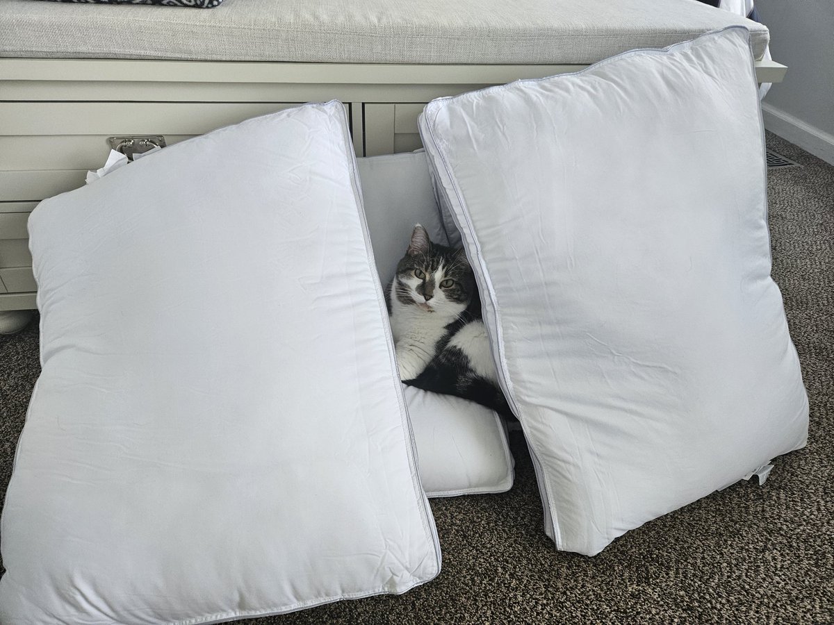 MuseeDesReves's tweet photo. I bought some new pillows and set them aside to air them out. Jane had other ideas https://t.co/Z9Nw4bJl5p