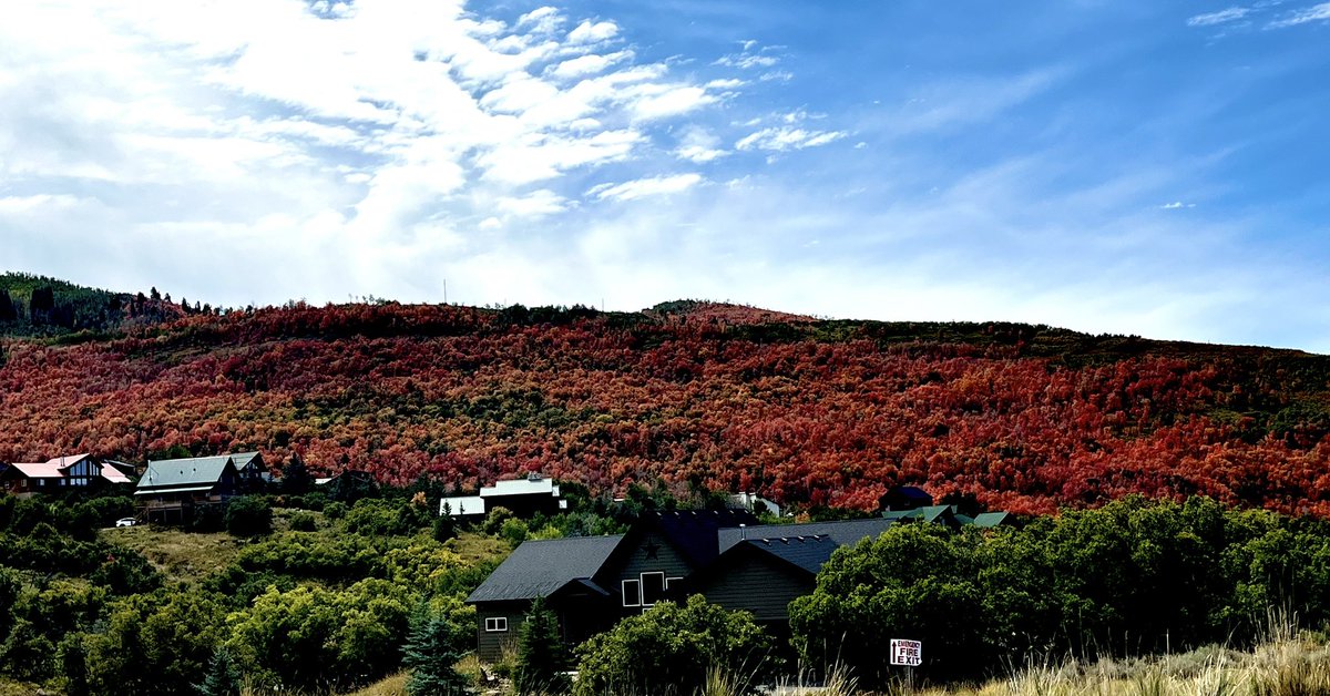 baby_maumau's tweet photo. Leaves 🍂🍁 
#wasatchback https://t.co/u76kKSQl1n