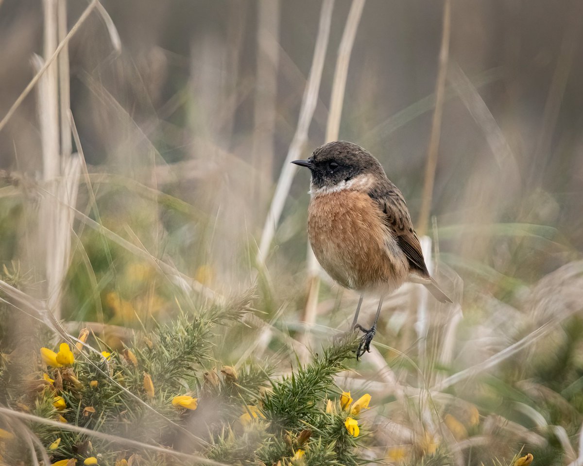 Wild_WithJon's tweet photo. Good day in Newquay today, 3 gannet, buzzard, 15+ meadow pipit, 2 seals, 10 choughs on golf course, 15+ Jackdaw, 1 turnstone, 6 oyster catchers, 5 cormorants, multiple Herring gulls, 2 rabbits, 4 stonechat #cbwps #cornwallbirds https://t.co/HKKXc93geK