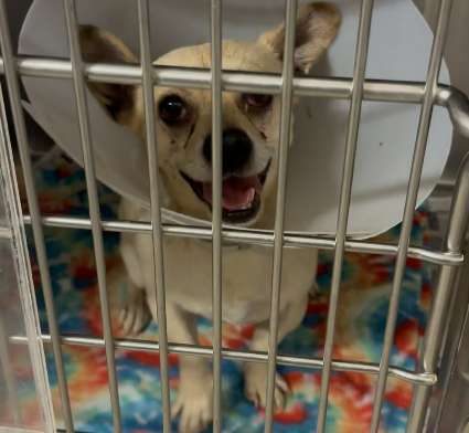 Maple 🐕 🎹 🎸 💙 tweet media