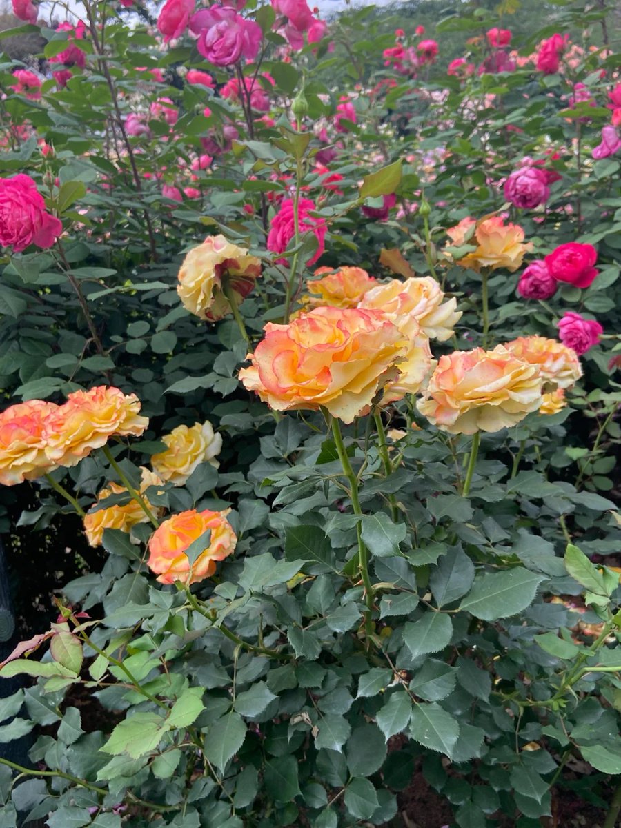 pipipipiiie's tweet image. Flowers in our lives bring happiness and we must plant flowers in our homes and surroundings to bring happiness and joy to everyone who passes by.🥰🥰🥰