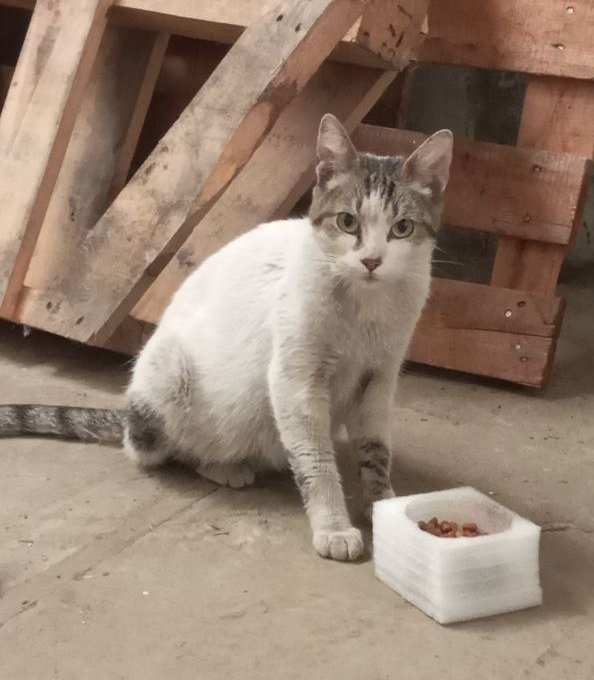 Sigo teniendo en oferta la gatita que se metió en mi empresa.
Necesito encontrarle una familia que la cuide. Una fábrica no es un lugar para ella. Estamos en Villa Soldati a un par de cuadras del Club San Lorenzo. Se agradece la difusión.