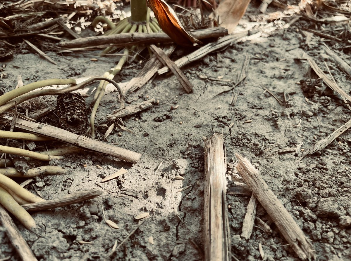 Frontline Genetics tweet media