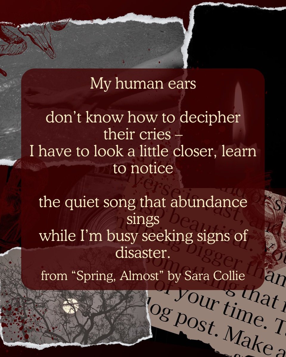 ongaialit's tweet photo. excerpt from “spring, almost” by #saracollie , now available to read in issue 01 of #ongaialit ! read “spring, almost” and other wonderful poems here: https://t.co/cuEYkB39a3
#literarymagazine #litmag #poetry #poetrycommunity https://t.co/qKDdp5N2UO