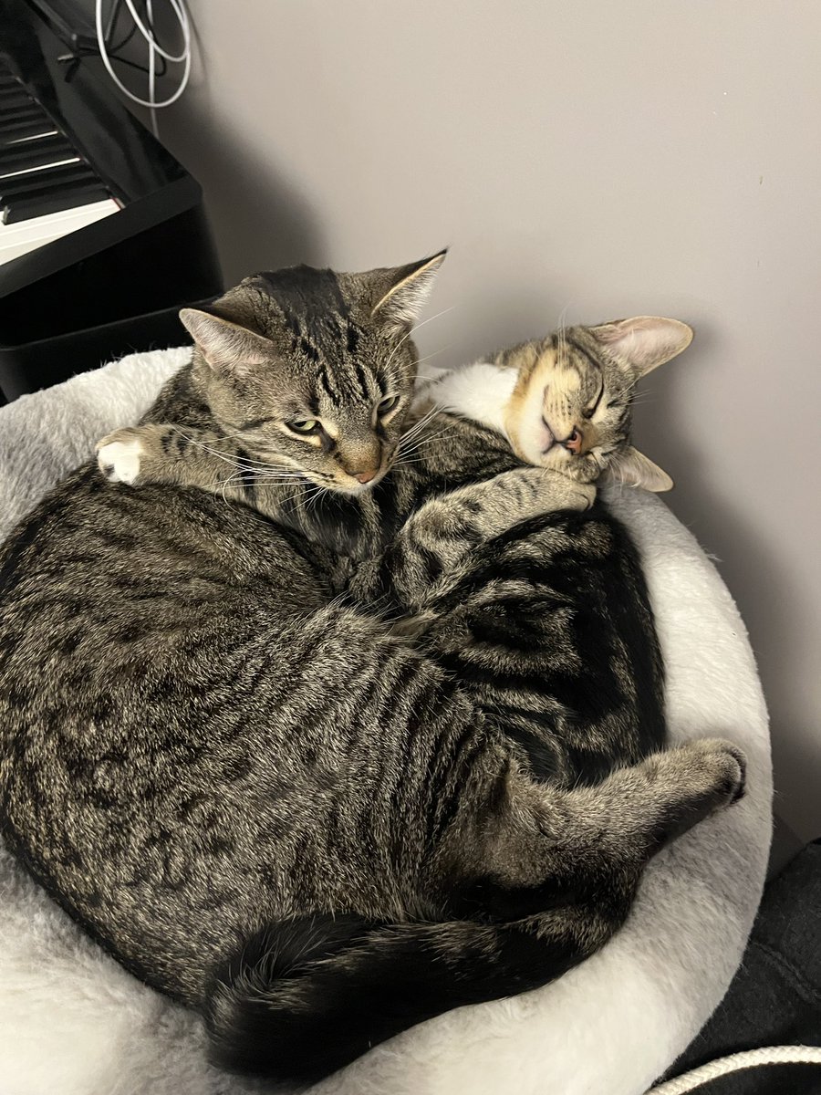 Siekopath's tweet photo. @EdmontonHumane Melon (now Beaver) is in love with his big brother, Otter! He’s fitting in perfectly at his new forever home. https://t.co/eo5UYtHwZj
