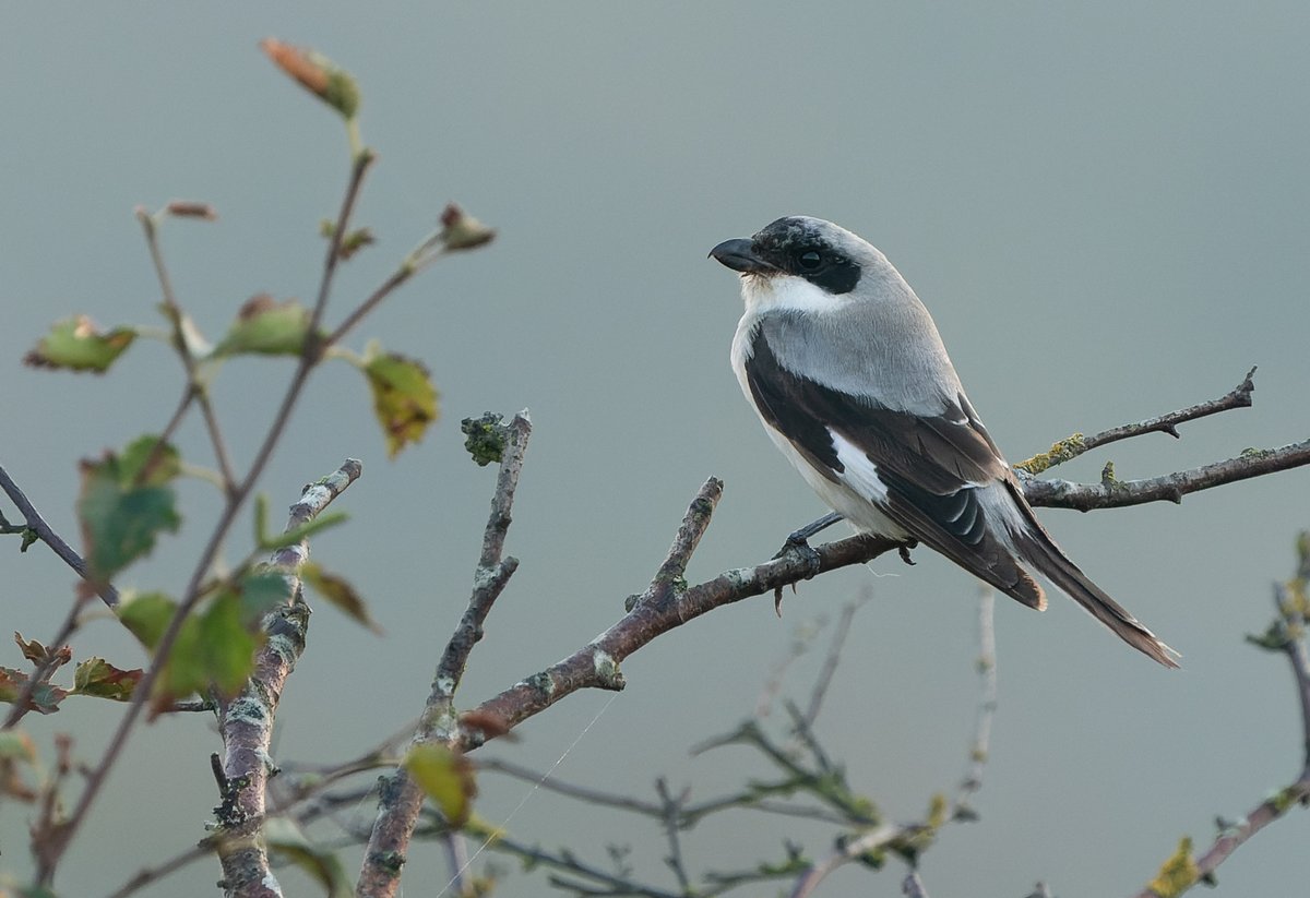 After a disappointing day spent slogging the patch an afternoon of filthy twitching provided exquisite views of the Winterton Lesser Grey Shrike. Catching plenty of food and performing extremely well!