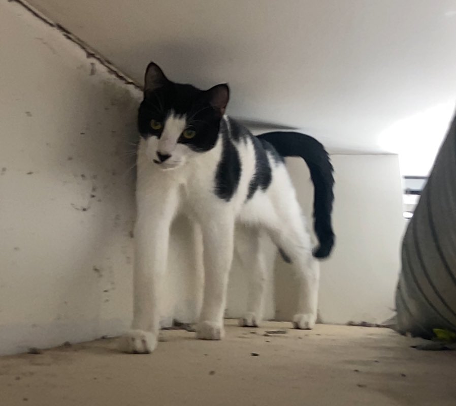 MinecraftThrow1's tweet image. “Who ate all my Oreos!?!??”

The silly but humble chameleon: