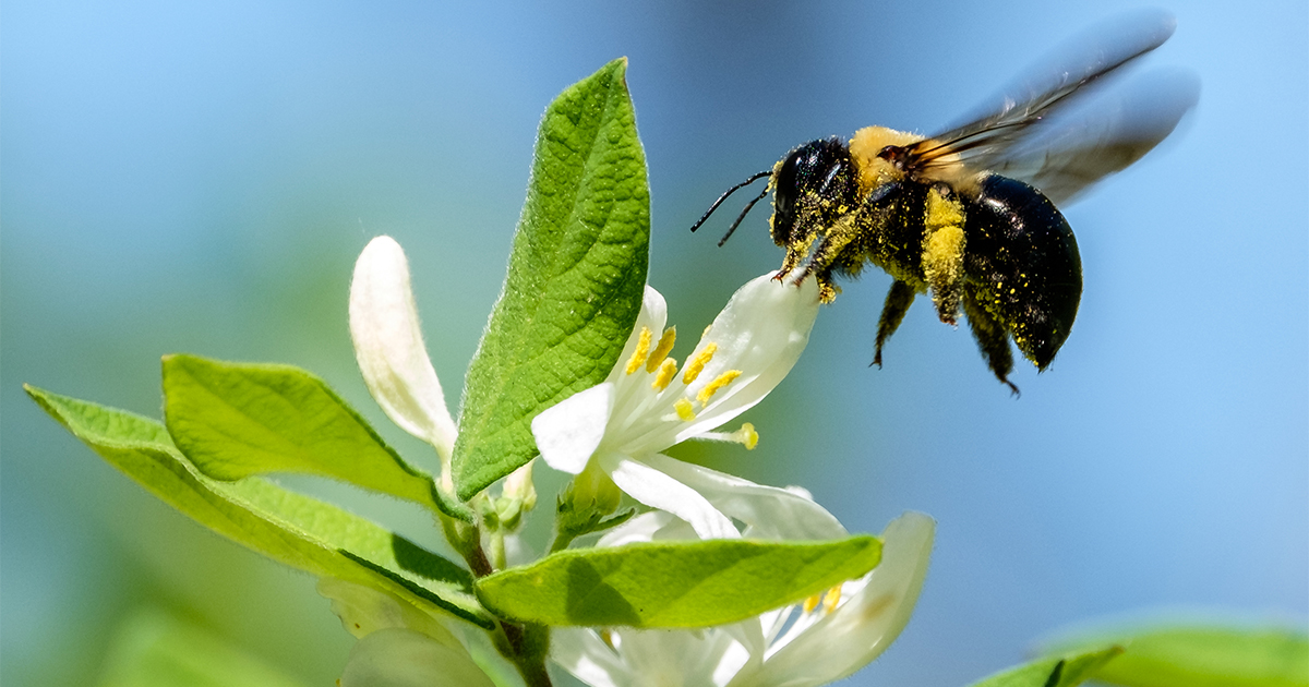 🌼 Native, unmanaged bees can be more effective pollinators than honey bees! 🐝 Join us for ECO Talk: The Vital Role of Bees with an expert from @AlveoleBuzz to learn about these vital pollinators.🌿
📅 Oct 2, 7-8 PM
📍 Bessie Mitchell House
🔗 bit.ly/4gsakft
