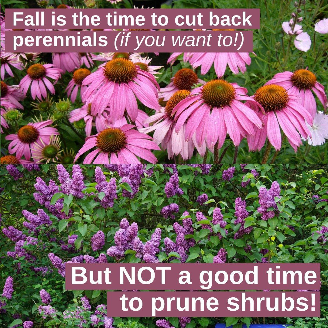 Virginia Cooperative Extension Master Gardeners tweet media