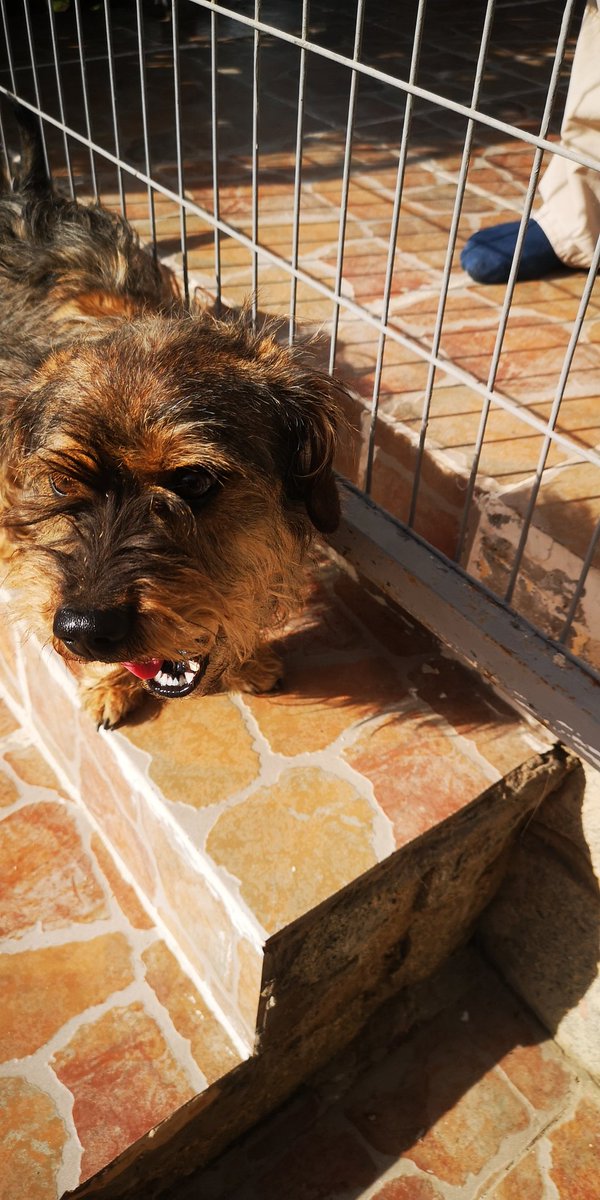 treacherous_eye's tweet photo. Perrito perdido retenido #quilpue  centro urgente!! https://t.co/mVPn4B2ech
