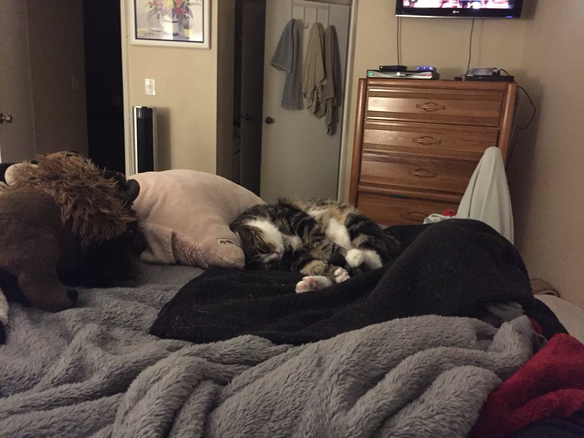 ballothecat's tweet image. Good morning Twitter family ⁦@GailCarangelo⁩ ⁦@Mouser33943163⁩ ⁦@MewllerRobert⁩ and friends last night we had tiny humans here one was a three-year-old who ran around screaming being chased by dad and the other was a newborn who kept making stinky #SoTired