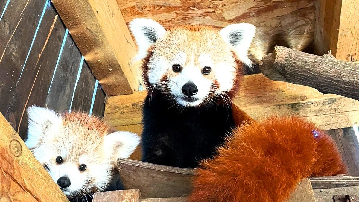 Dziś Międzynarodowy Dzień Pandki Rudej. Kumari i jej mama Indira, przypominają o tym wszem i wobec. Przypominają, że pandek rudych jest coraz mniej, a ich naturalne środowisko kurczy się w zastraszającym tempie. #InternationalRedPandaDay #Zoo #Poznan