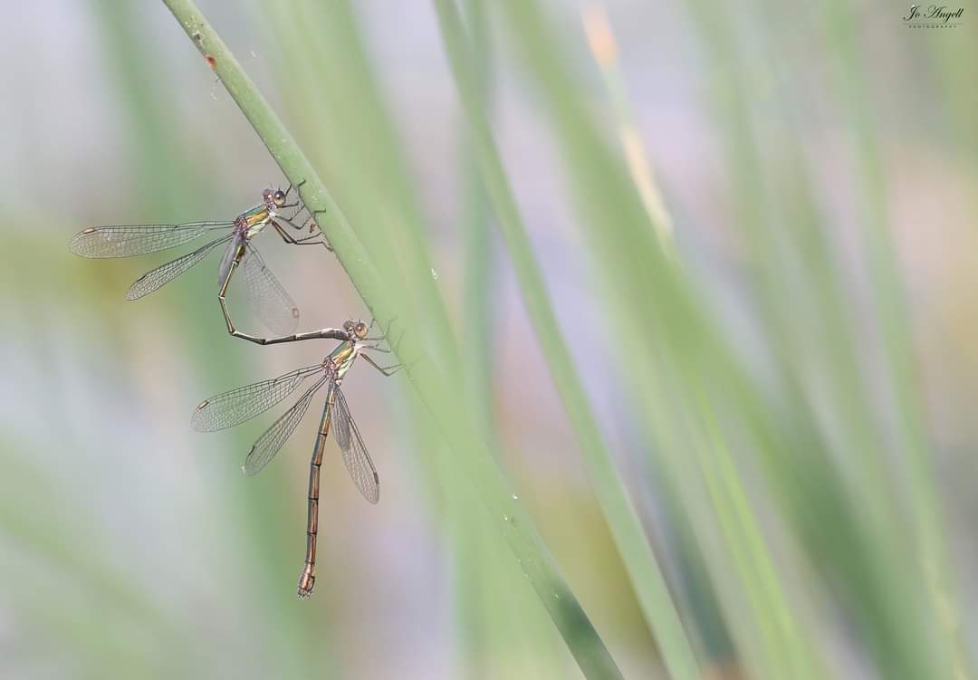 Jo Angell (@joangell5) on Twitter photo Willow Emeralds
<a href="/CanonUKandIE/">Canon UK and Ireland</a> <a href="/BDSdragonflies/">British Dragonfly Society</a> <a href="/TheParksTrust/">The Parks Trust</a> #theparkstrust <a href="/scenesfromMK/">scenesfromMK</a> #buckinghamshire Willow Emeralds
<a href="/CanonUKandIE/">Canon UK and Ireland</a> <a href="/BDSdragonflies/">British Dragonfly Society</a> <a href="/TheParksTrust/">The Parks Trust</a> #theparkstrust <a href="/scenesfromMK/">scenesfromMK</a> #buckinghamshire