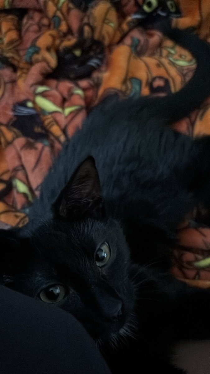 pmpkincreep's tweet photo. the spookiest boy https://t.co/WSLbicyFo2