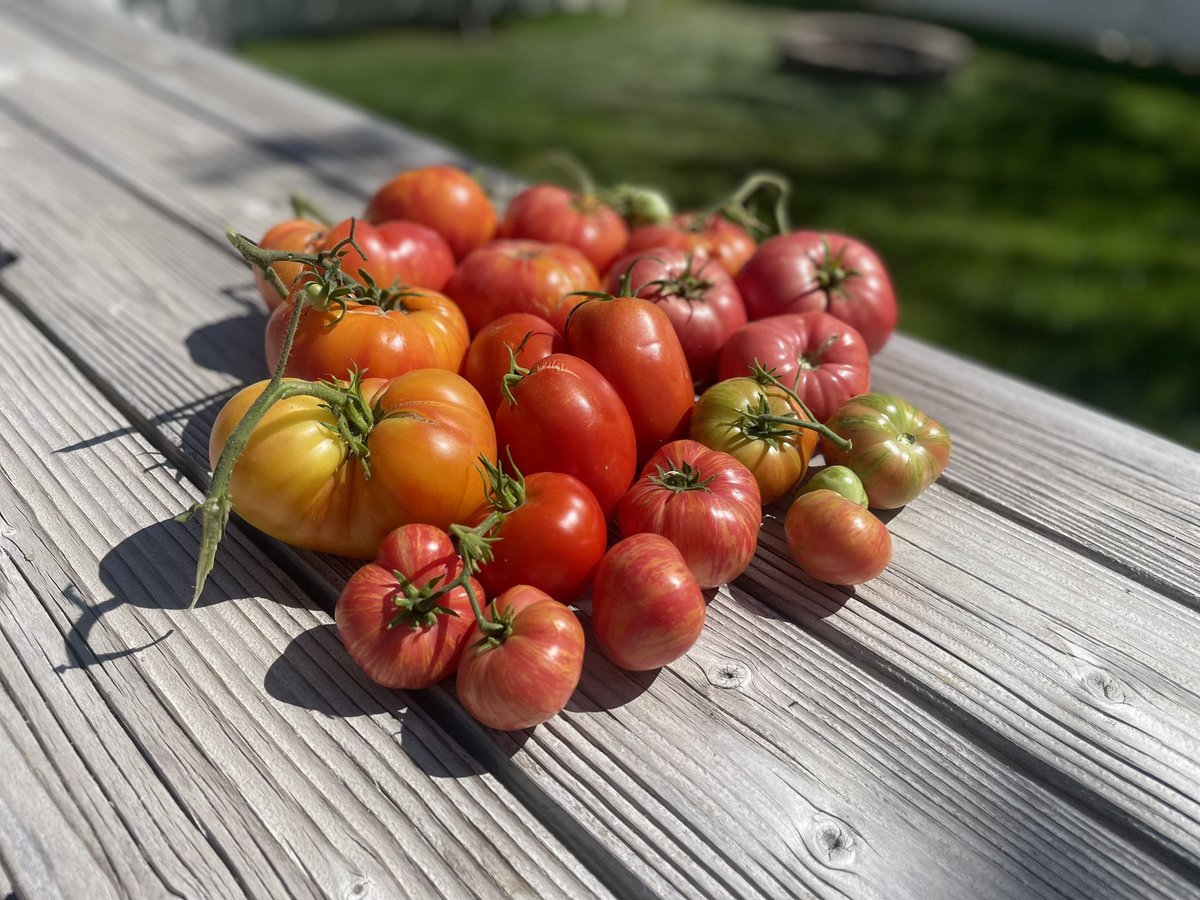 kelandren3's tweet image. Heirloom tomatoes! 
Mortgage Lifter
Big Rainbow
Pink Brandywine
Vintage Wine
#GardeningX #GardeningTwitter 
#heirloom #tomatoes #gardening