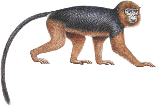 This is Miss Waldron's Red Colobus. 

Critically endangered and doubted to be existing.