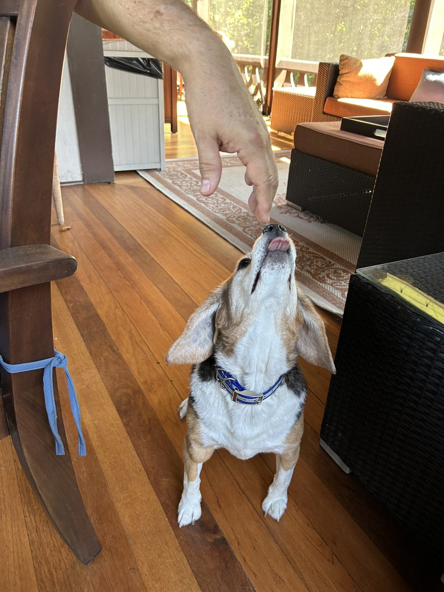 MillietheWB's tweet photo. Finger lickin good. 

#masonbfp
#freagle https://t.co/Q8ja5fLkDq