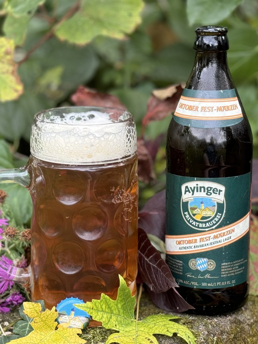 BeerHereWriter's tweet photo. First day of #Oktoberfest in Munich. The 189th installment. Time to hoist a mug of #Ayinger #Marzen with a hearty yell of #Prosit  — if you can’t find yourself in Germany, you can still enjoy a local #WIBeer version of Oktoberfest — #backyarddrinking in Wisconsin. https://t.co/BWgDyHOmus