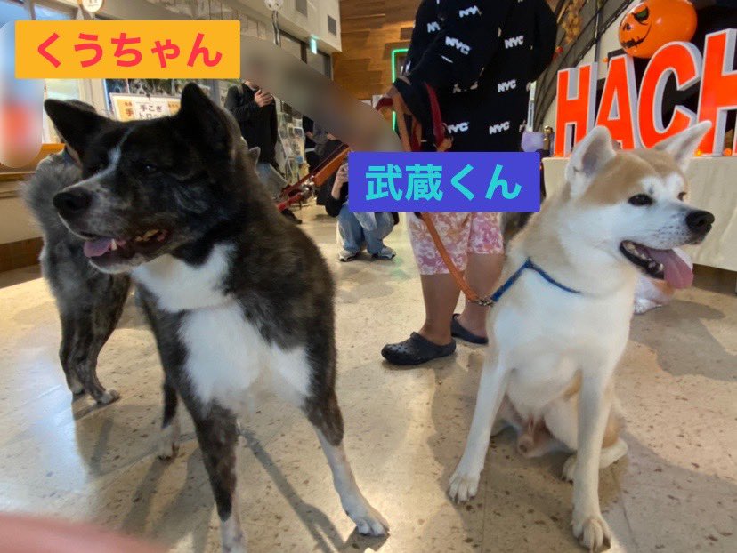 odate_akitainu's tweet photo. 【お友だち紹介】
宮城県から秋田犬の［武蔵くんとななちゃん］が遊びにきてくれたよ💕

［くうちゃん］も仲間入りして3頭で仲良しさんでした😊
まだ来てけれな〜🎶

#秋田犬の里 #秋田犬 #お友 https://t.co/HcLpAaIw0s