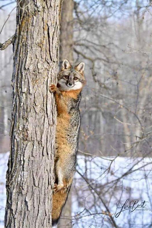 A great pic of a gray fox climbing a tree 🦊

#grayfox #fox #nh #coexist